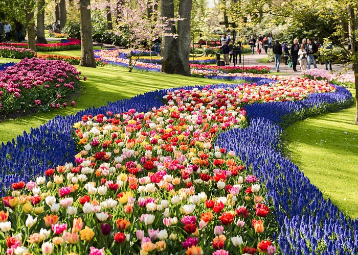  - La Hollande en Fleurs